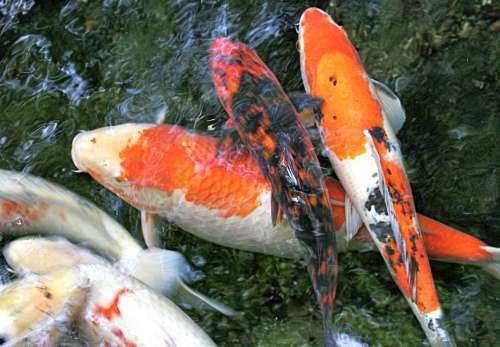 Meeting the big fish of the social investment world