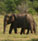 ELEPHANT PAPER