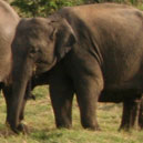 land_elephant.jpg