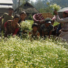 2011 finalist - Herbal Remedy