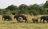 Elephant Paper - Sri-Lanka